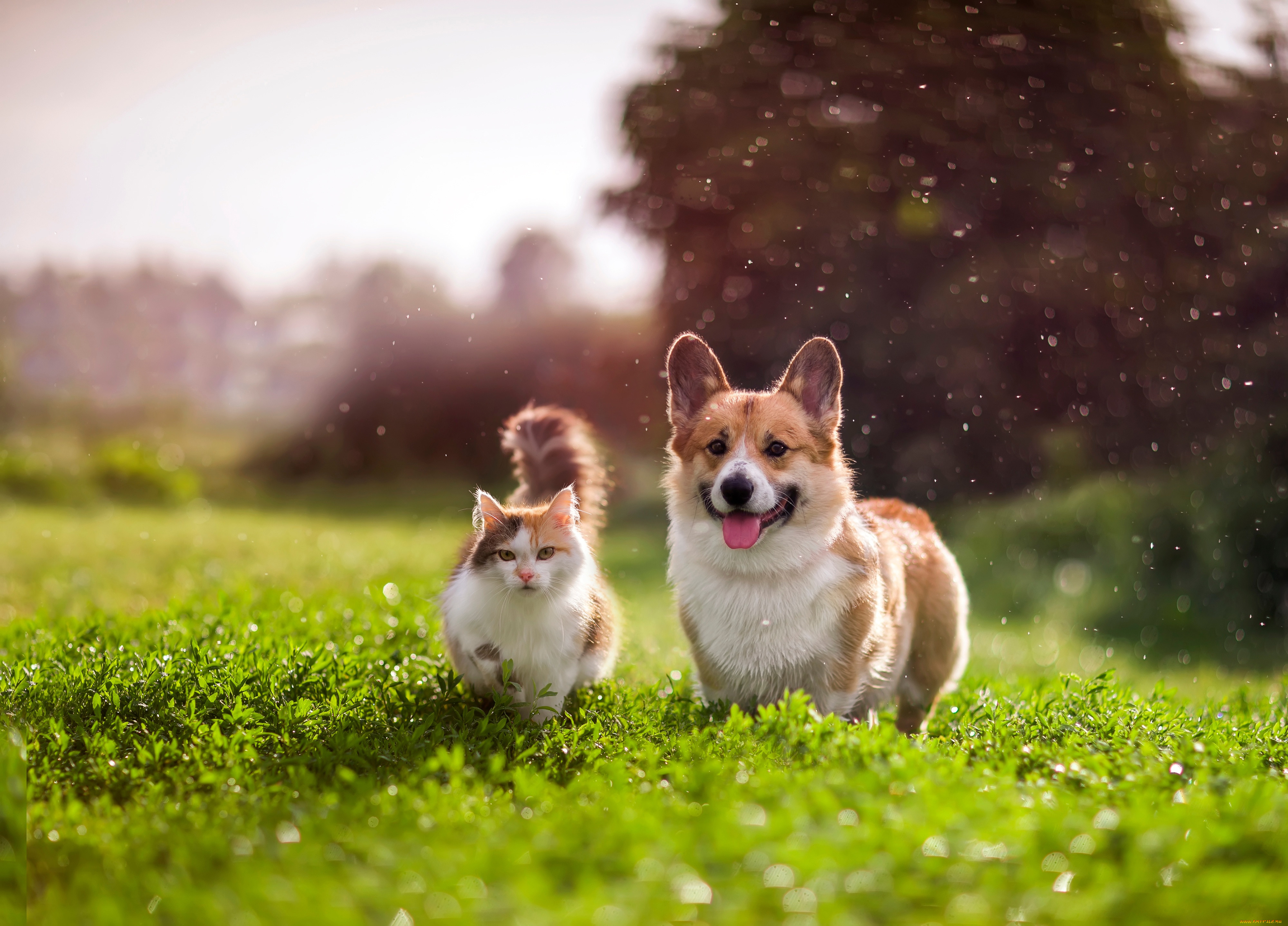 3 ,  , animals, , , , 